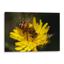 Abeja recolectando polen  - ALEJANDRE PHOTOGRAPHY | Cuadro decorativo de Canvas Lab
