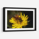 Abeja recolectando polen  - ALEJANDRE PHOTOGRAPHY | Cuadro decorativo de Canvas Lab
