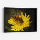 Abeja recolectando polen  - ALEJANDRE PHOTOGRAPHY | Cuadro decorativo de Canvas Lab