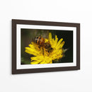 Abeja recolectando polen  - ALEJANDRE PHOTOGRAPHY | Cuadro decorativo de Canvas Lab