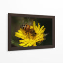 Abeja recolectando polen  - ALEJANDRE PHOTOGRAPHY | Cuadro decorativo de Canvas Lab