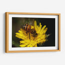 Abeja recolectando polen  - ALEJANDRE PHOTOGRAPHY | Cuadro decorativo de Canvas Lab