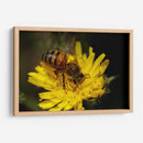 Abeja recolectando polen  - ALEJANDRE PHOTOGRAPHY | Cuadro decorativo de Canvas Lab