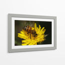 Abeja recolectando polen  - ALEJANDRE PHOTOGRAPHY | Cuadro decorativo de Canvas Lab