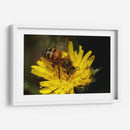 Abeja recolectando polen  - ALEJANDRE PHOTOGRAPHY | Cuadro decorativo de Canvas Lab