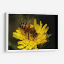Abeja recolectando polen  - ALEJANDRE PHOTOGRAPHY | Cuadro decorativo de Canvas Lab