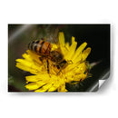 Abeja recolectando polen  - ALEJANDRE PHOTOGRAPHY | Cuadro decorativo de Canvas Lab