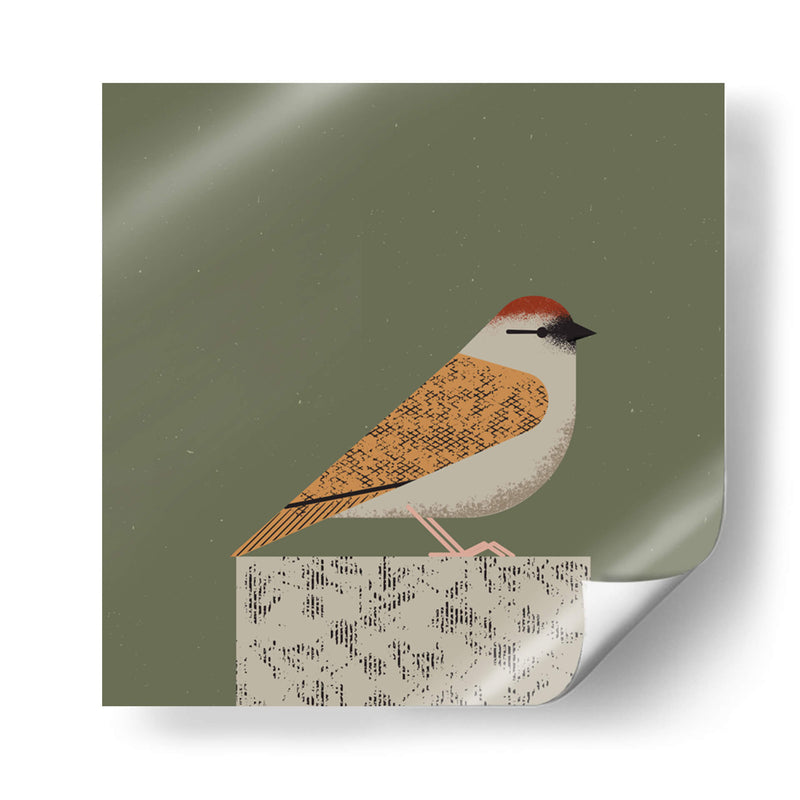 Gorrión pacífico - Vision Grasp Art | Cuadro decorativo de Canvas Lab