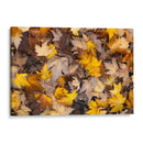 Hojas secas de otoño en el suelo  - ALEJANDRE PHOTOGRAPHY | Cuadro decorativo de Canvas Lab