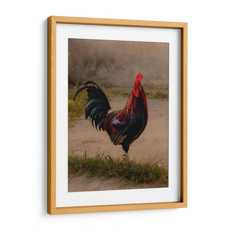 Este es mi gallo - E Ordóñez | Cuadro decorativo de Canvas Lab