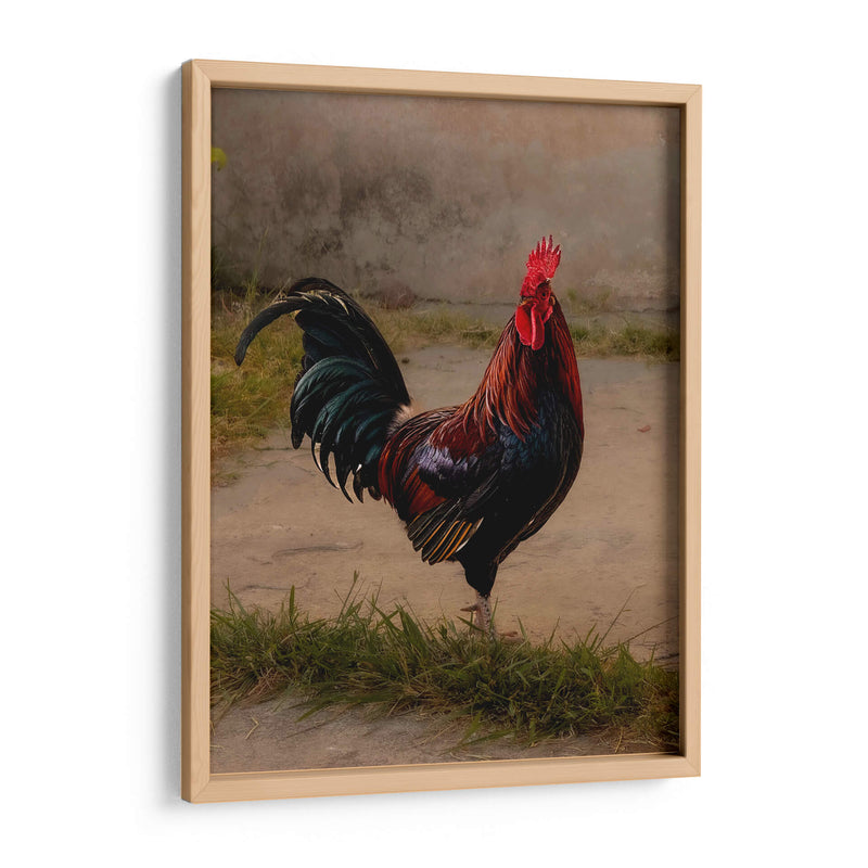 Este es mi gallo - E Ordóñez | Cuadro decorativo de Canvas Lab