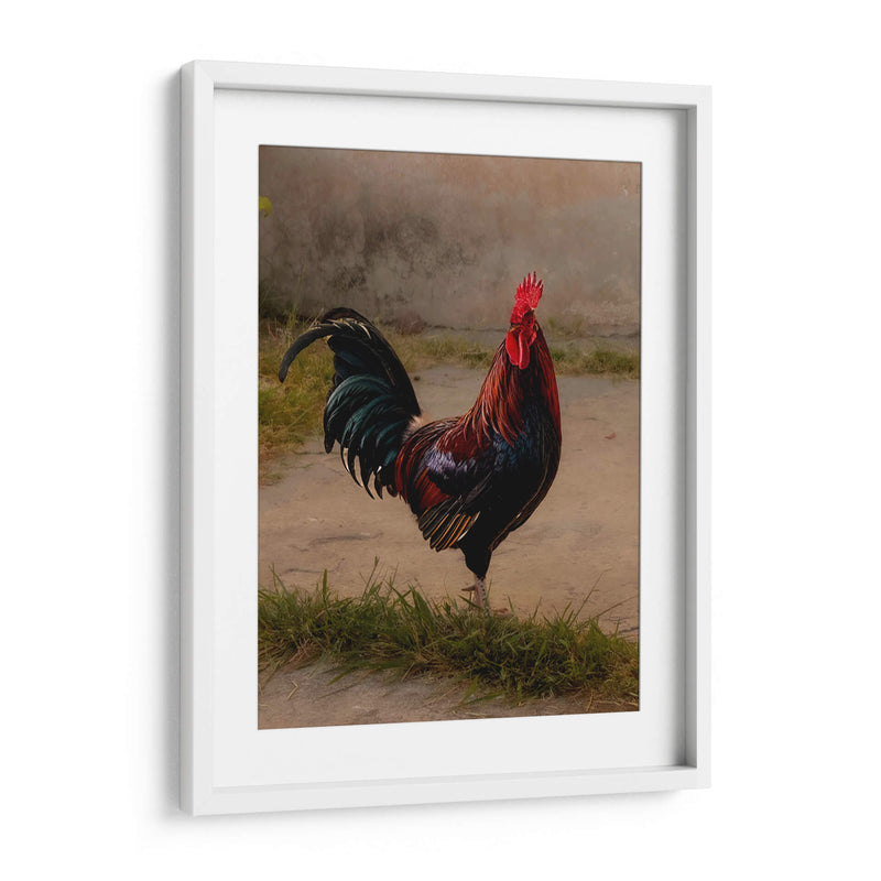 Este es mi gallo - E Ordóñez | Cuadro decorativo de Canvas Lab