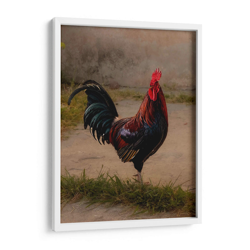 Este es mi gallo - E Ordóñez | Cuadro decorativo de Canvas Lab