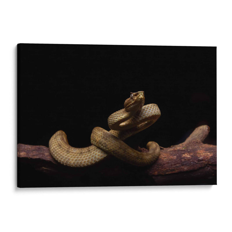 Nauyaca de cuernitos dorada - dani.drn | Cuadro decorativo de Canvas Lab