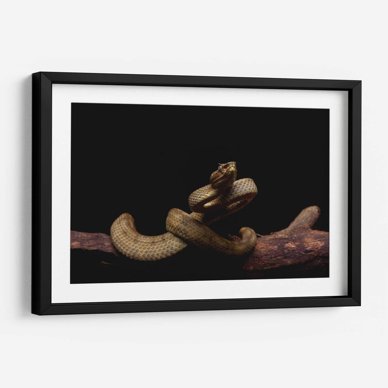 Nauyaca de cuernitos dorada - dani.drn | Cuadro decorativo de Canvas Lab