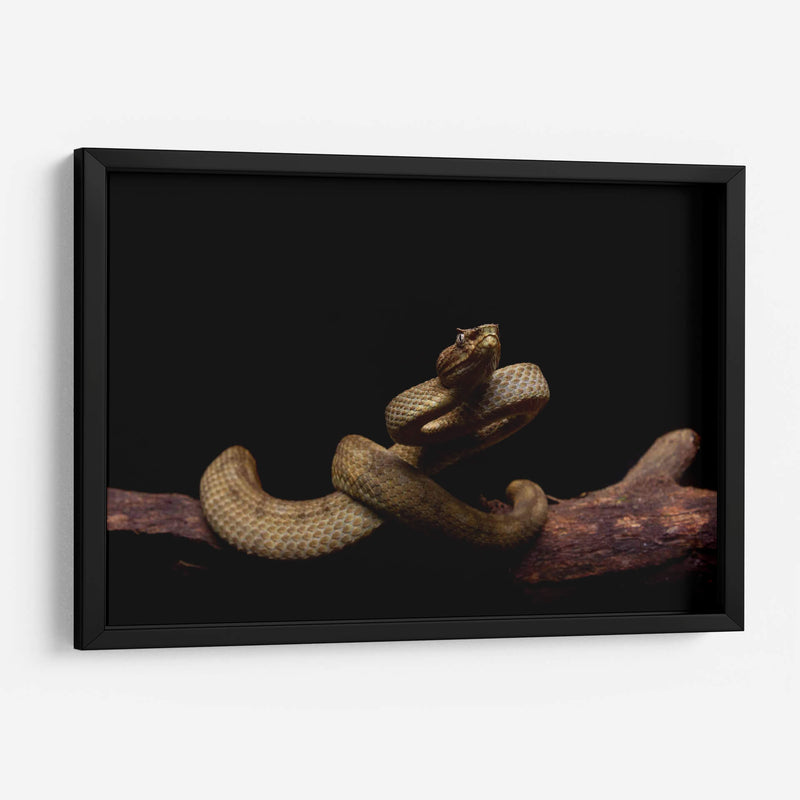 Nauyaca de cuernitos dorada - dani.drn | Cuadro decorativo de Canvas Lab