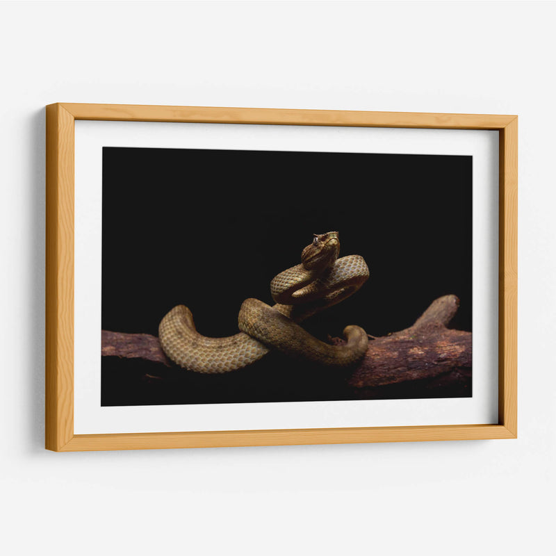 Nauyaca de cuernitos dorada - dani.drn | Cuadro decorativo de Canvas Lab