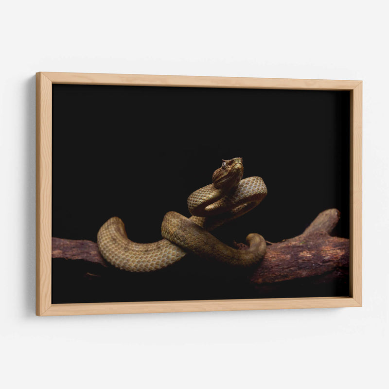 Nauyaca de cuernitos dorada - dani.drn | Cuadro decorativo de Canvas Lab