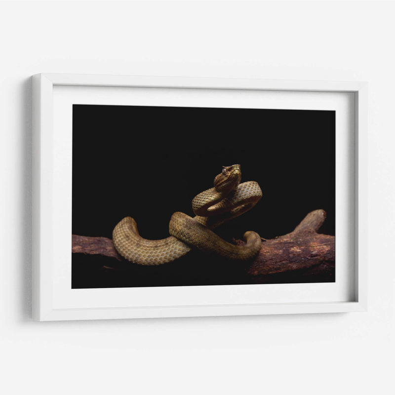 Nauyaca de cuernitos dorada - dani.drn | Cuadro decorativo de Canvas Lab