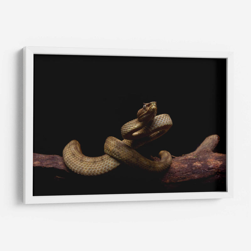 Nauyaca de cuernitos dorada - dani.drn | Cuadro decorativo de Canvas Lab