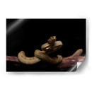 Nauyaca de cuernitos dorada - dani.drn | Cuadro decorativo de Canvas Lab