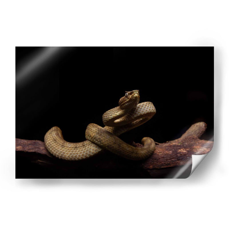 Nauyaca de cuernitos dorada - dani.drn | Cuadro decorativo de Canvas Lab