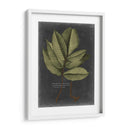 Follaje Dramatique Iii - Vision Studio | Cuadro decorativo de Canvas Lab