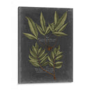 Follaje Dramatique Iv - Vision Studio | Cuadro decorativo de Canvas Lab