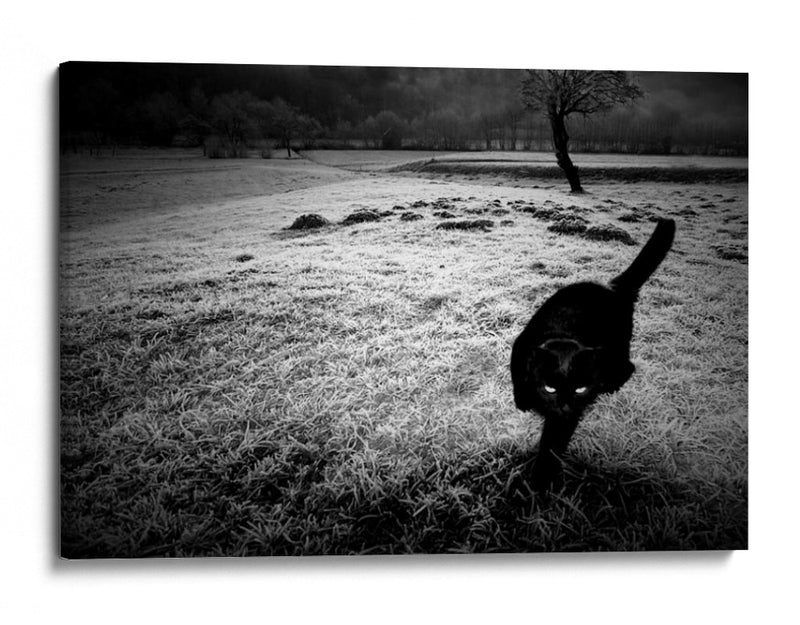 furtivo - Barbara | Cuadro decorativo de Canvas Lab