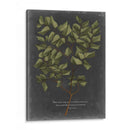 Follaje Dramatique V - Vision Studio | Cuadro decorativo de Canvas Lab