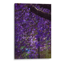 Jacaranda - El Maik | Cuadro decorativo de Canvas Lab