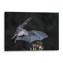 Néctar de noche - Greg Barsh | Cuadro decorativo de Canvas Lab