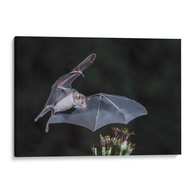 Néctar de noche - Greg Barsh | Cuadro decorativo de Canvas Lab