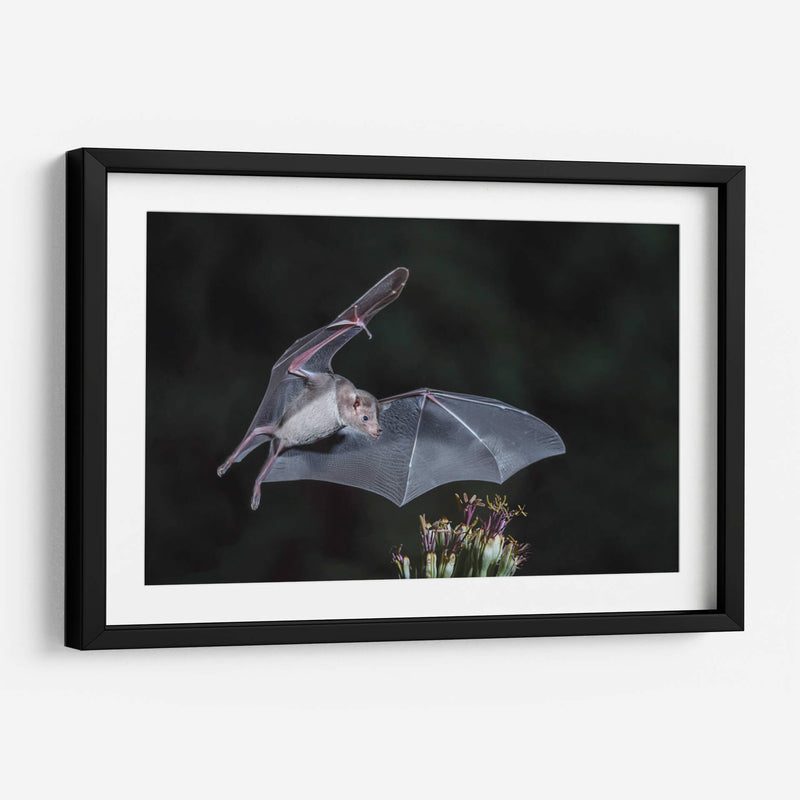 Néctar de noche - Greg Barsh | Cuadro decorativo de Canvas Lab