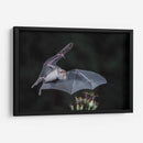 Néctar de noche - Greg Barsh | Cuadro decorativo de Canvas Lab