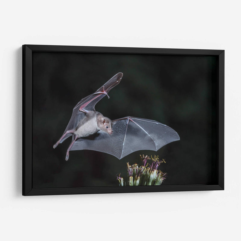 Néctar de noche - Greg Barsh | Cuadro decorativo de Canvas Lab