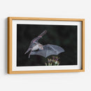 Néctar de noche - Greg Barsh | Cuadro decorativo de Canvas Lab