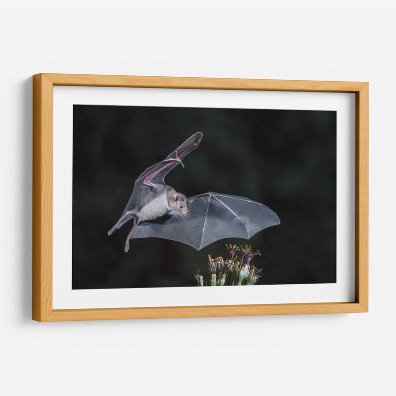 Néctar de noche - Greg Barsh | Cuadro decorativo de Canvas Lab