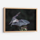 Néctar de noche - Greg Barsh | Cuadro decorativo de Canvas Lab