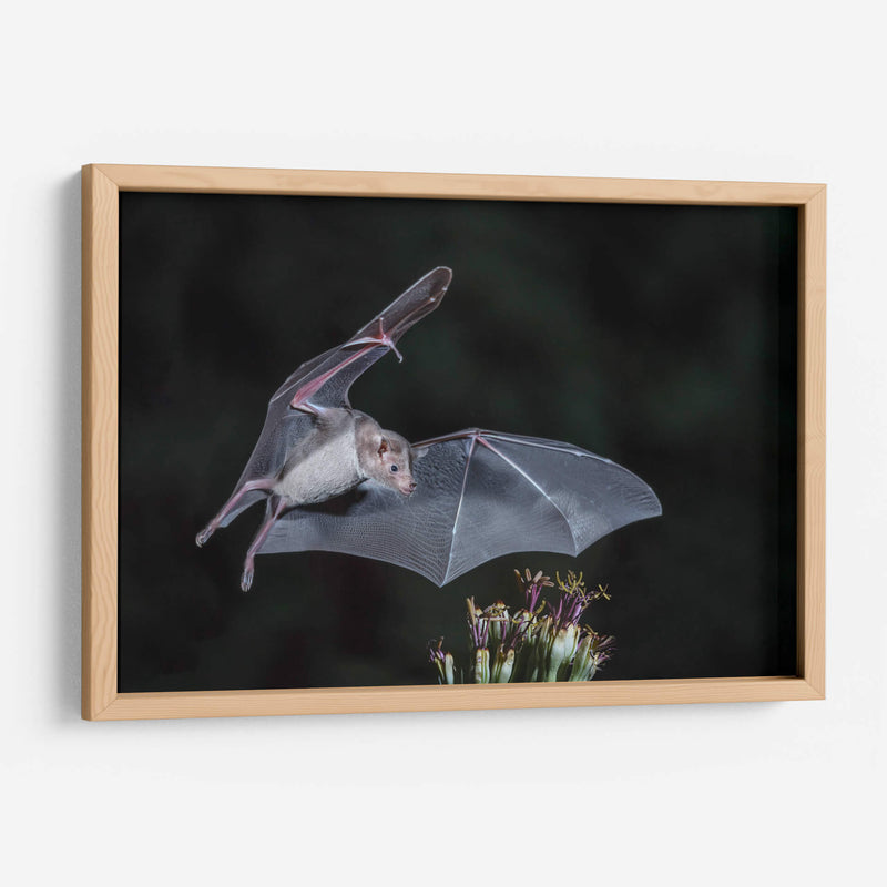 Néctar de noche - Greg Barsh | Cuadro decorativo de Canvas Lab