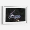 Néctar de noche - Greg Barsh | Cuadro decorativo de Canvas Lab