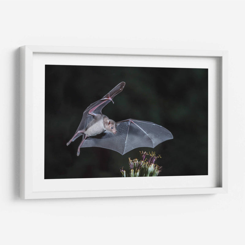 Néctar de noche - Greg Barsh | Cuadro decorativo de Canvas Lab