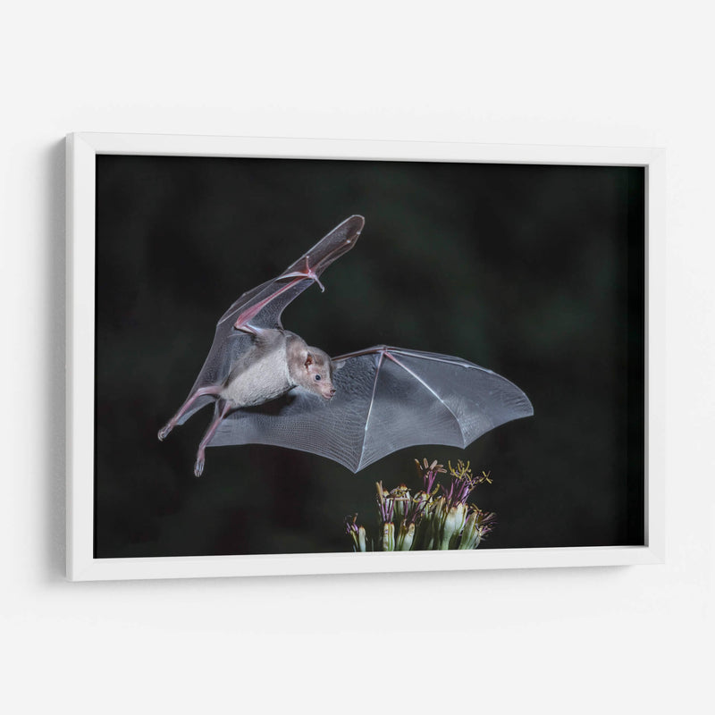 Néctar de noche - Greg Barsh | Cuadro decorativo de Canvas Lab