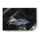 Néctar de noche - Greg Barsh | Cuadro decorativo de Canvas Lab