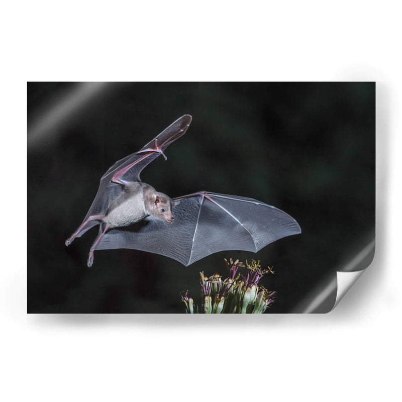 Néctar de noche - Greg Barsh | Cuadro decorativo de Canvas Lab