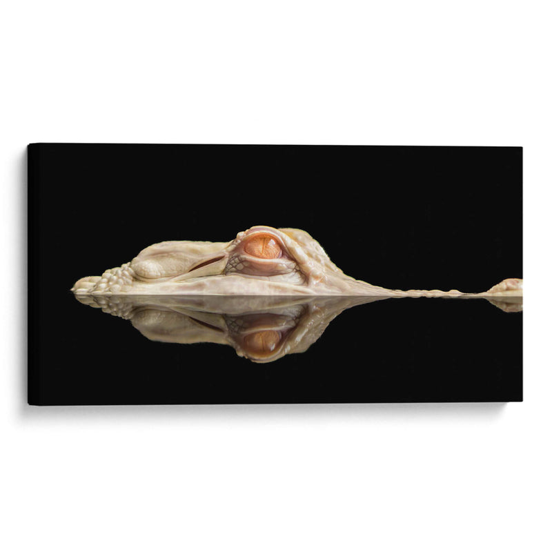 El cocodrilo blanco - Holger Schmidtke | Cuadro decorativo de Canvas Lab