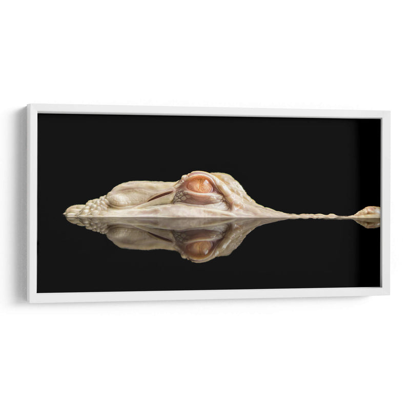 El cocodrilo blanco - Holger Schmidtke | Cuadro decorativo de Canvas Lab