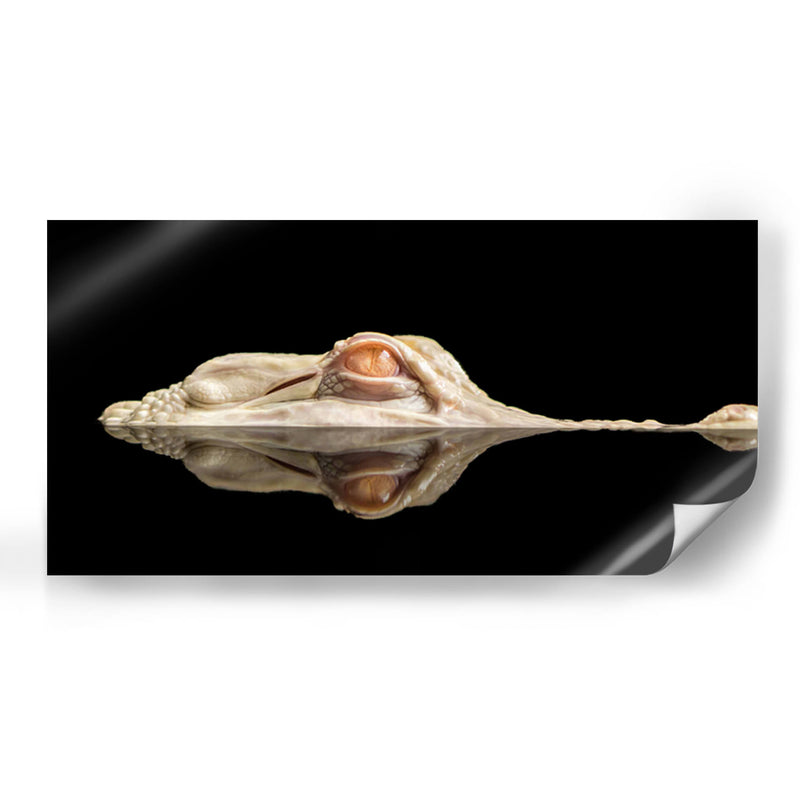 El cocodrilo blanco - Holger Schmidtke | Cuadro decorativo de Canvas Lab