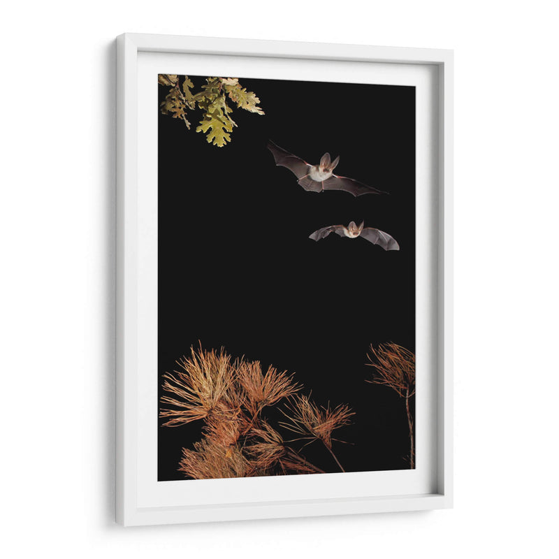 Murciélagos y Halloween - Nicolas Merino | Cuadro decorativo de Canvas Lab