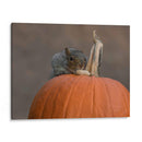 Squirrel Skippy 2e mouvement en citrouille mineure - Patrick Dessureault | Cuadro decorativo de Canvas Lab